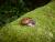 Facilement reconnaissable à sa taille (30mm), sa couleur brune et sa coquille aplatie. S'observe dans le bocage, les bois et les forêts du site. Espèce présente uniquement en France et au pays Basque. Principales menaces : La régression et le morcellement de massifs forestiers et du bocage..